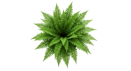 Overhead shot of a vibrant green fern plant isolated on a black background in a studio setup