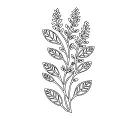 Elegant botanical illustration: Detailed line art of a flowering plant