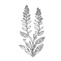 Minimalistic botanical illustration showcasing symmetrical floral arrangement design