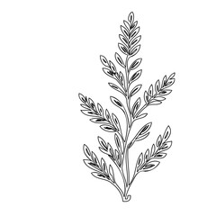 Delicate botanical sprig illustration, a line drawing with simple organic design