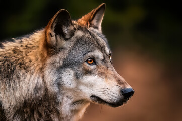 Fototapeta premium Portrait eines grauen Wolfes