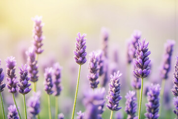 Naklejka premium field of lavender flowers with the sun shining through them 2