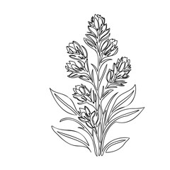 Elegant floral line art illustration depicting blooming plant minimalism