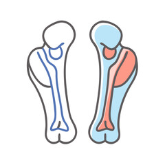 Simplified anatomical bone structure illustration on solid black background