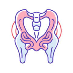 Colorful vector illustration of the human pelvic bone structure
