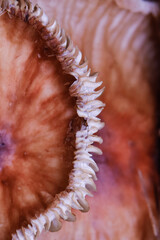 close up of a red mushroom