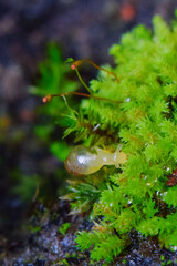 snail on the leaf