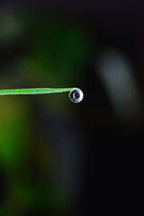 drop of water in plant