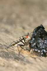 Fly eating