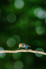 Fly on the bokeh background