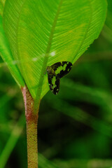 Tiny butterfly on the leaf