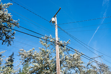White flowers in bloom on old ornamental tree and leaning against wood telephone pole with power...