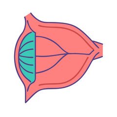 Stylized anatomical diagram depicting muscle structure in a flat style