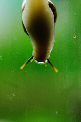 snail body shape