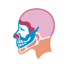 Human head anatomical diagram, side view, graphic illustration