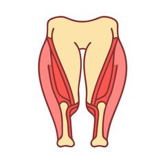 Illustration of human leg anatomy depicting muscles and bones