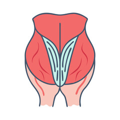 Vector illustration of human gluteus muscles anatomy concept