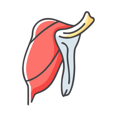 Illustration of shoulder anatomy with deltoid bone and tendon