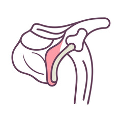 Anatomical illustration of the shoulder joint with muscles present