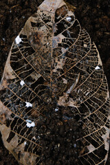 dry leaf network