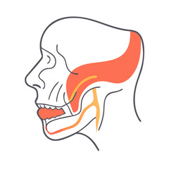 Anatomical illustration depicting the human head with exposed muscles