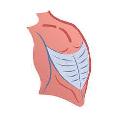 Anatomical illustration of human pectoral muscles, front view, flat design