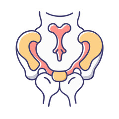 Stylized vector diagram of the human pelvic structure