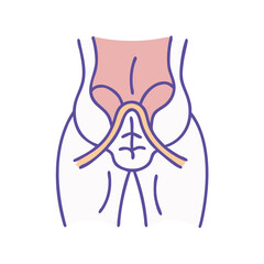 Illustration of human pelvis bones in flat design style