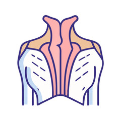 Colorful stylized illustration of the human back and shoulder muscles
