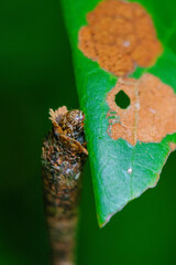 caterpillar on leaf