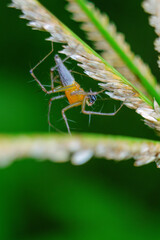 Macro photo of spider