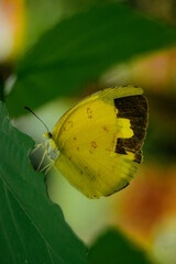 butterfly on a yellow flower