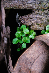 leaves on the rocks