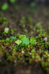 green moss on the stone