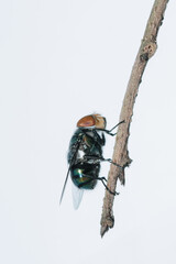 big fly on white background