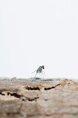 dragonfly on the white background