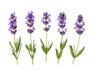 Naklejka premium Five detailed lavender sprigs