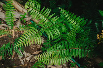 green fern in the rain