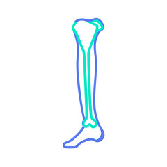 Anatomy of human leg bones in modern outline style