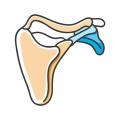 Anatomical illustration showing the human scapula bone for educational use