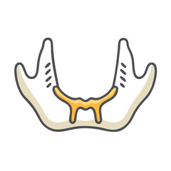 Human mandible anatomical vector illustration graphic over black backdrop