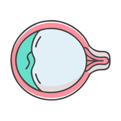 Human eye cross-section diagram in colorful flat illustration