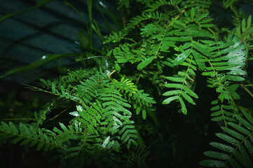 fern in the forest