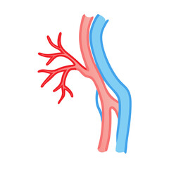 Stylized artery and vein diagram on a black background
