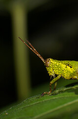green grasshopper on black bokeh background