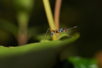 dragonfly on a green leaf