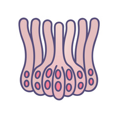 Graphic depiction of glandular epithelial tissue with distinctive pink hues