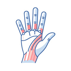 Anatomical hand illustration showing muscles and skeletal structure
