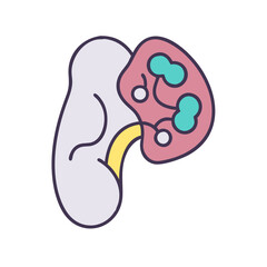 Stylized anatomical illustration of the spleen and associated lymph