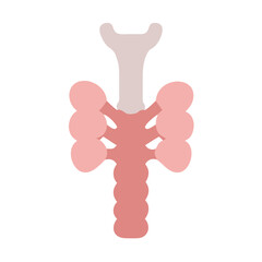 Thyroid gland illustration showcasing anatomical structure with minimalist design